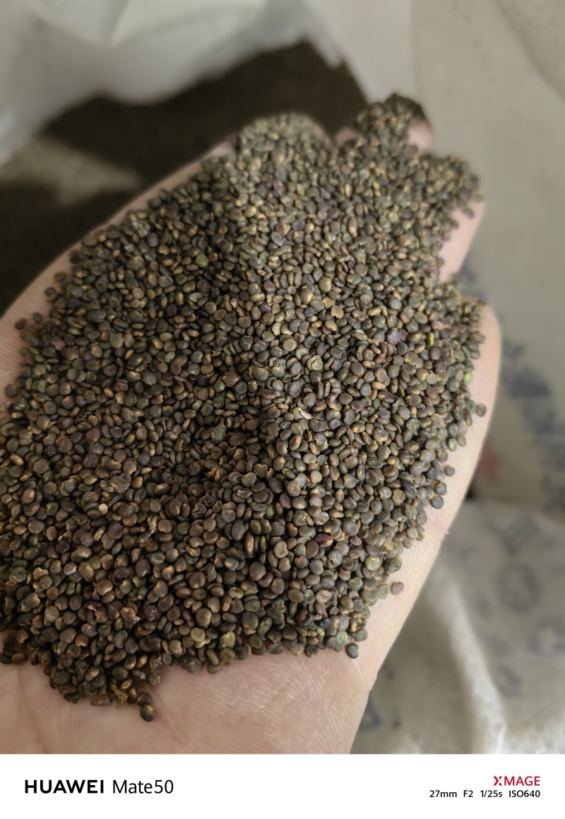 沙苑子沙菀子精品干净无杂质新货上市万信药业只做精品