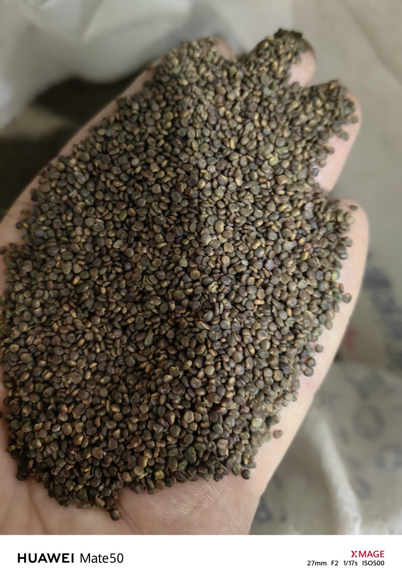沙苑子沙菀子精品干净无杂质新货上市万信药业只做精品