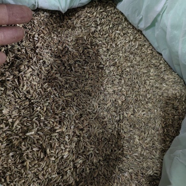 小茴香精品无杂质新货颜色青万信药业只做保真药材