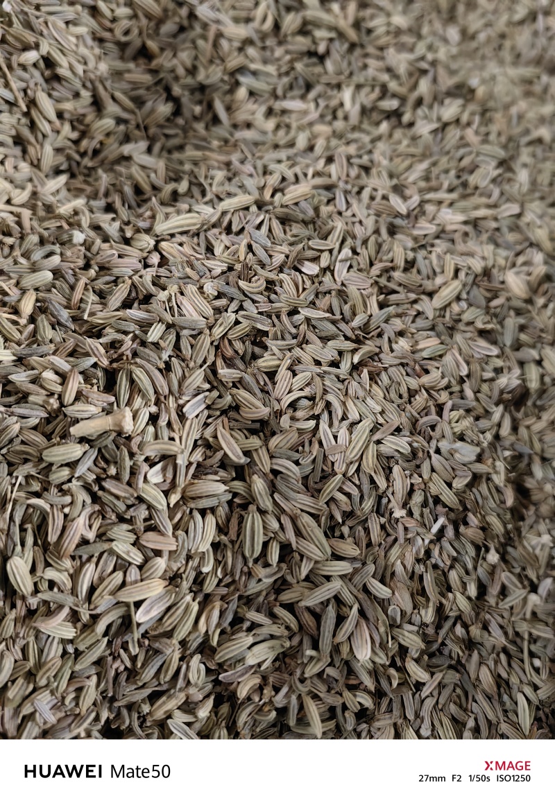 小茴香精品无杂质新货颜色青万信药业只做保真药材