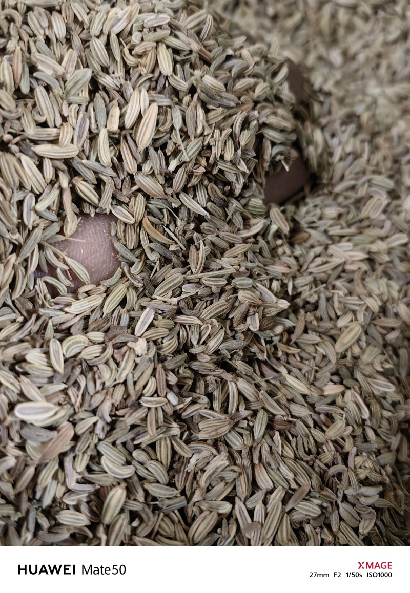小茴香精品无杂质新货颜色青万信药业只做保真药材