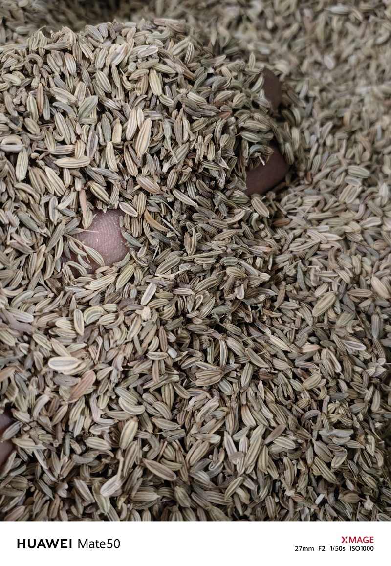 小茴香精品无杂质新货颜色青万信药业只做保真药材