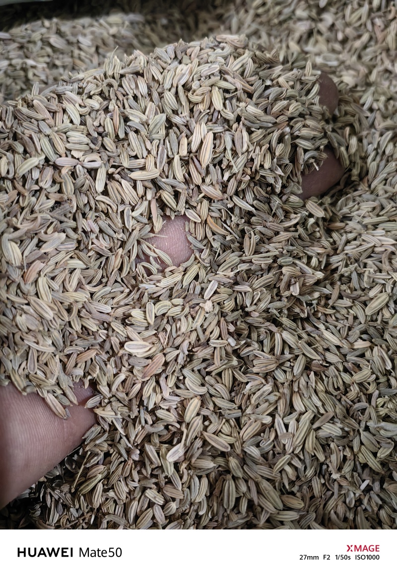 小茴香精品无杂质新货颜色青万信药业只做保真药材