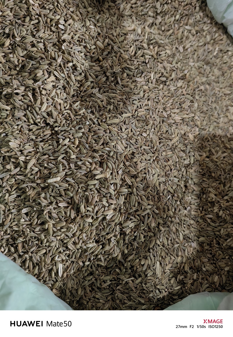 小茴香精品无杂质新货颜色青万信药业只做保真药材