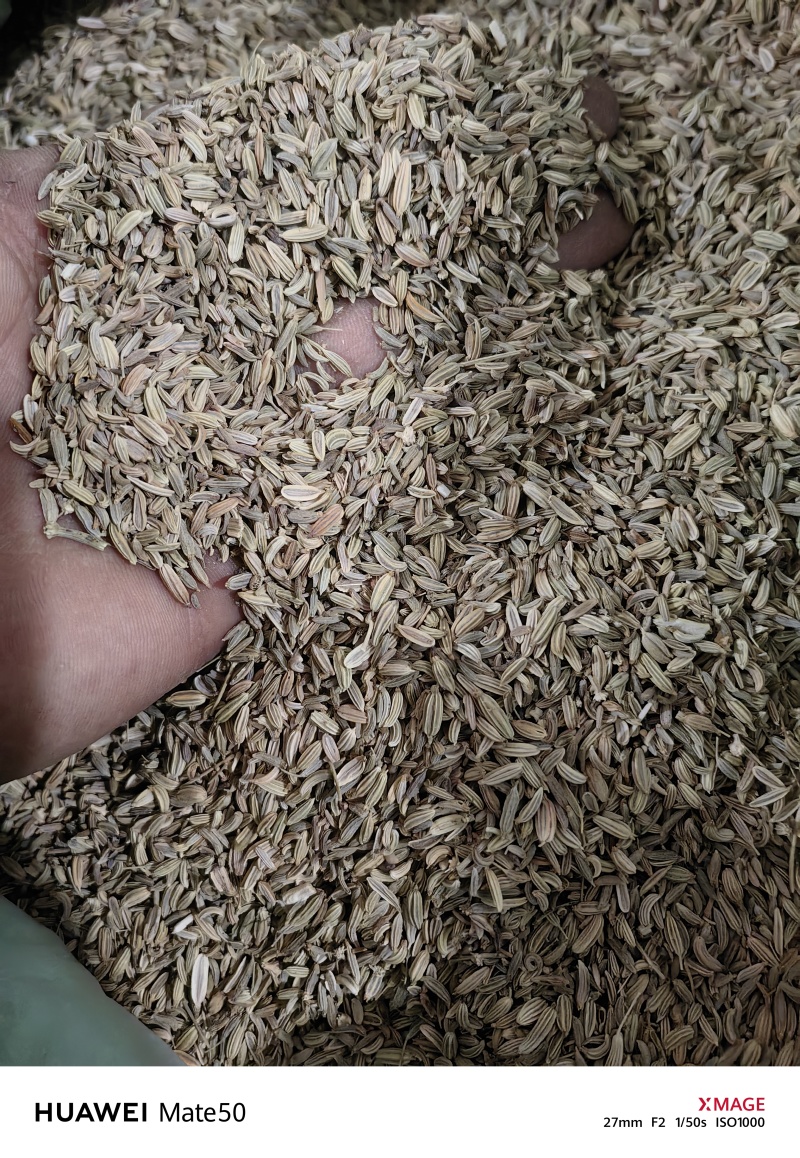 小茴香精品无杂质新货颜色青万信药业只做保真药材