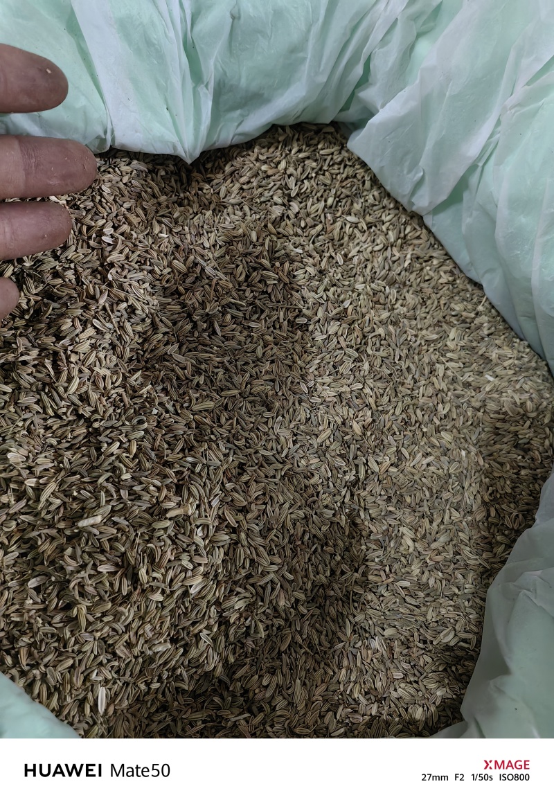 小茴香精品无杂质新货颜色青万信药业只做保真药材