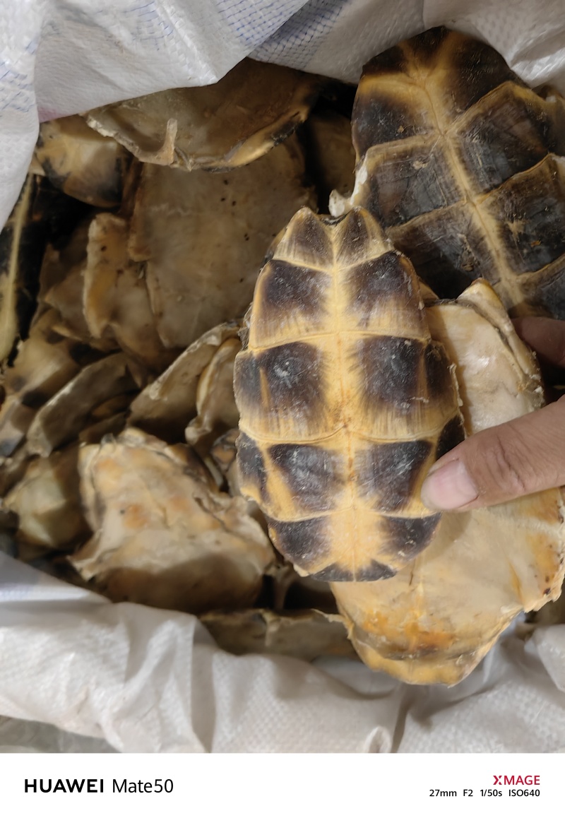 旱龟板中华龟板生剥龟板万信药业只做精品药材