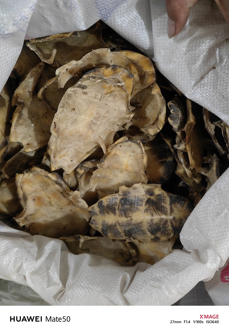 旱龟板中华龟板生剥龟板万信药业只做精品药材