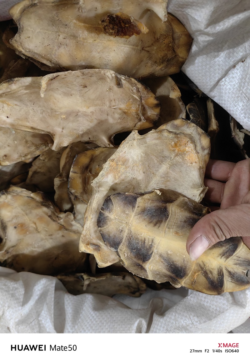 旱龟板中华龟板生剥龟板万信药业只做精品药材