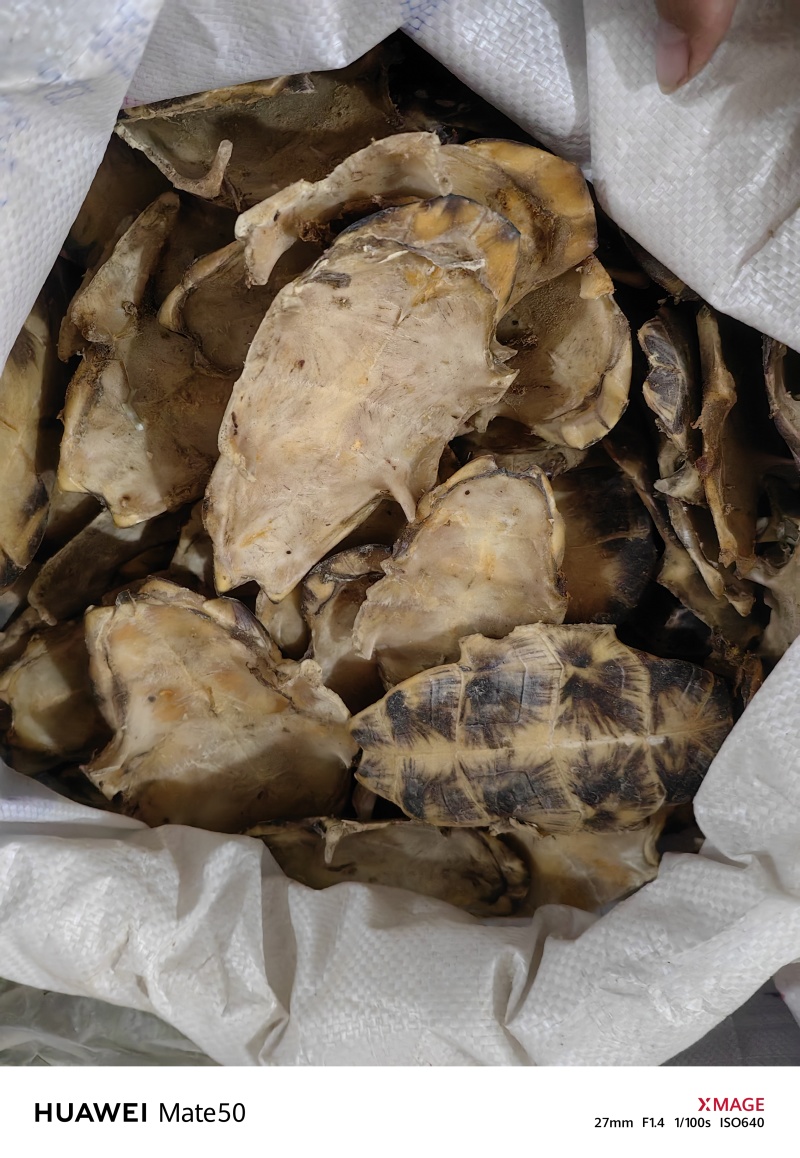 旱龟板中华龟板生剥龟板万信药业只做精品药材
