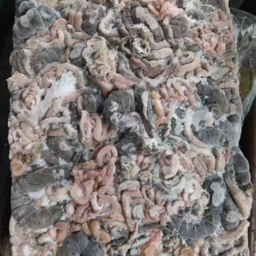 兔肠（饲料级）