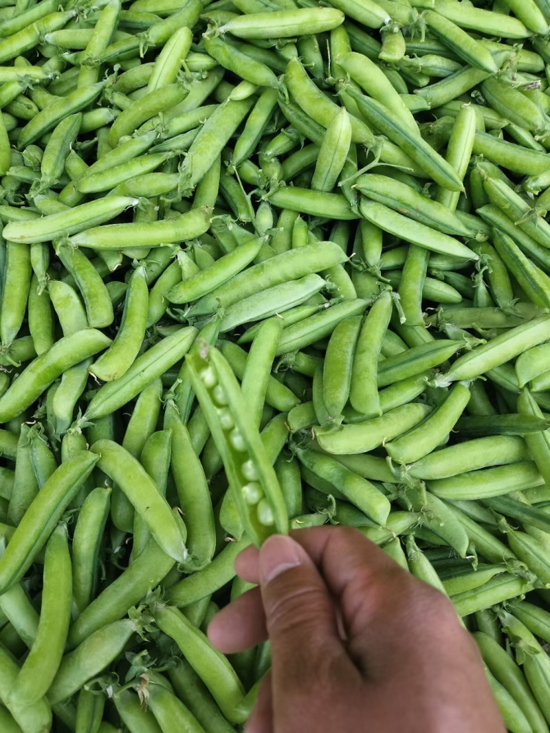 豌豆大量上市货源充足价格美丽欢迎来电咨询