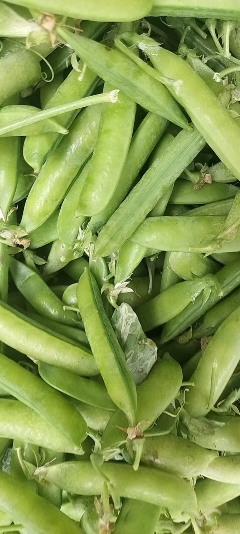 豌豆大量上市货源充足价格美丽欢迎来电咨询