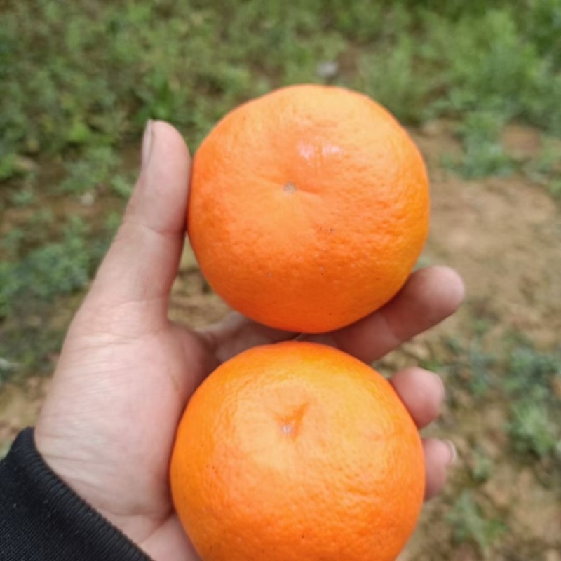 耙耙柑，沃柑，不之火，大量出货中，一手货源