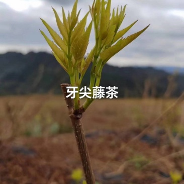 湖南湘西牙尖藤茶