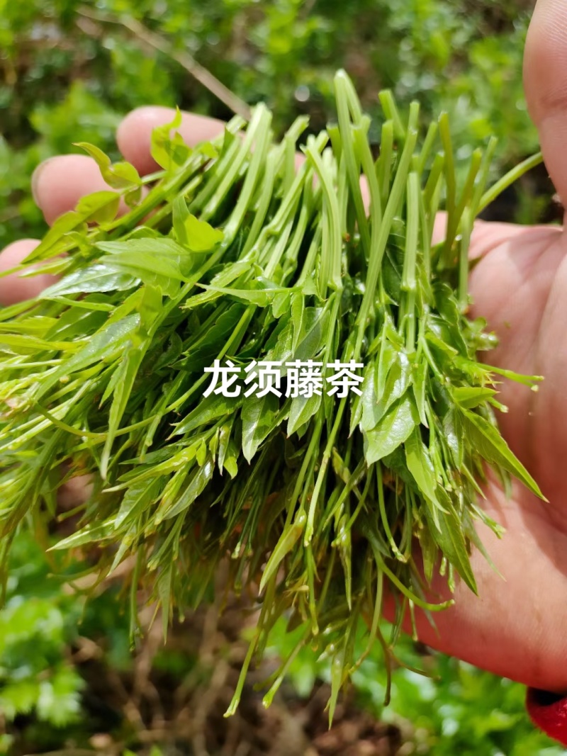 湖南湘西牙尖藤茶