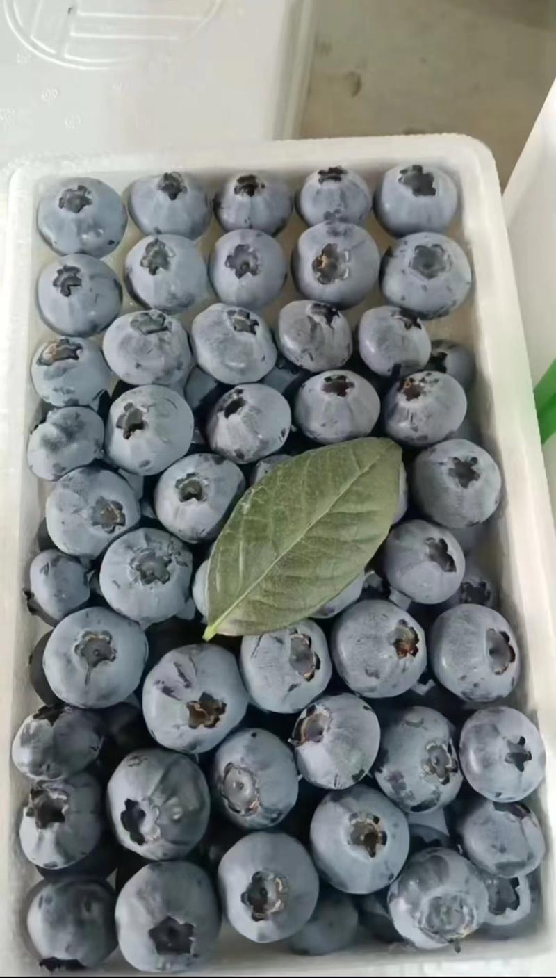 【优选】丹东蓝莓产地直发货源充足品种齐全