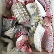 鳄鱼肉批发！鳄鱼养殖批发鳄鱼肉！
