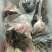 鳄鱼肉批发！鳄鱼养殖批发鳄鱼肉！