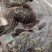 鳄鱼肉批发！鳄鱼养殖批发鳄鱼肉！