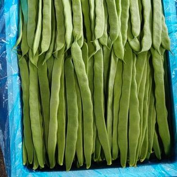 扁青芸豆，货源质量货量稳定充足可长期供应欢迎咨询长期合作