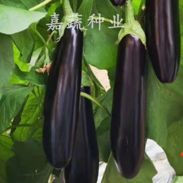 长茄苗，嫁接绿把长茄苗，布利塔765长茄苗，紫黑长茄