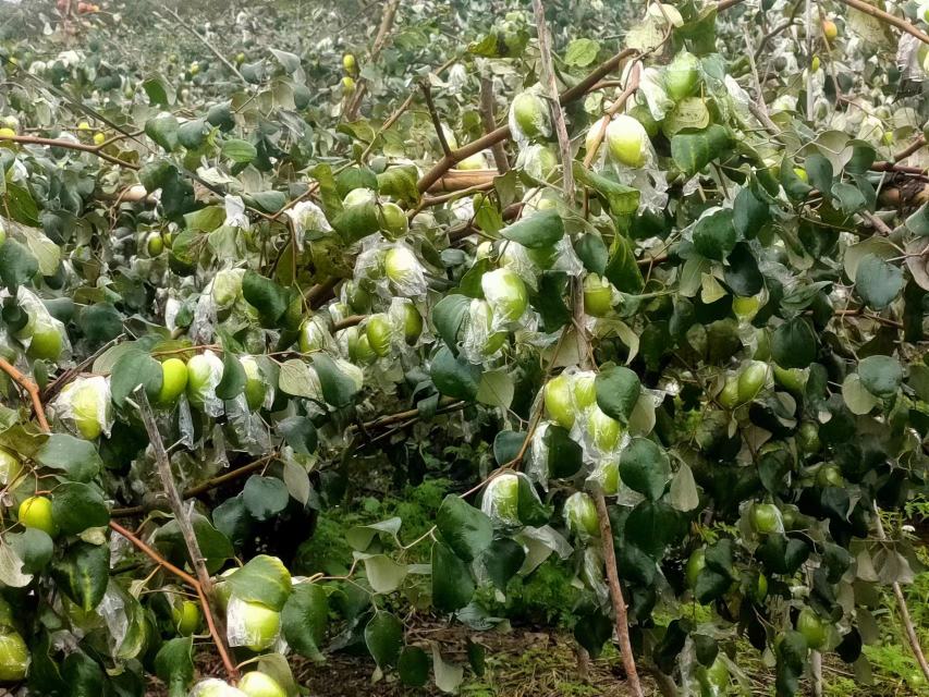 果农在台湾青枣树冠外围滴水线位置挖掘环形施肥沟,沟深约15厘米,已将硫酸钾与过磷酸钙混合后均匀撒入沟中,旁边放置锄头和肥料袋,地面干燥无积水,背景为开花中的青枣树 台湾青枣开花期土壤沟施肥料现场图