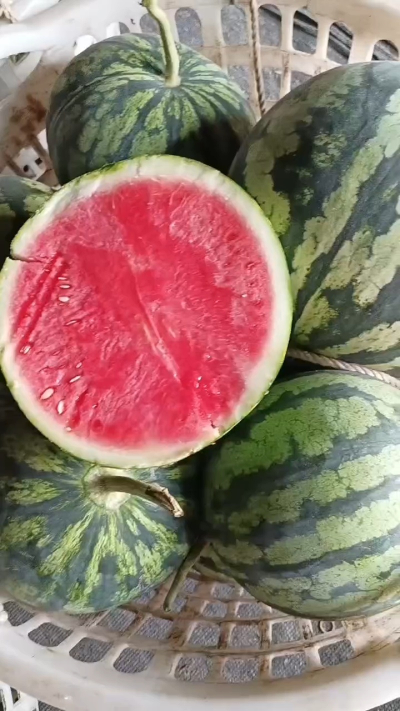 云南麒麟西瓜大量供应，个头均匀，口感好甜度高，价格优惠
