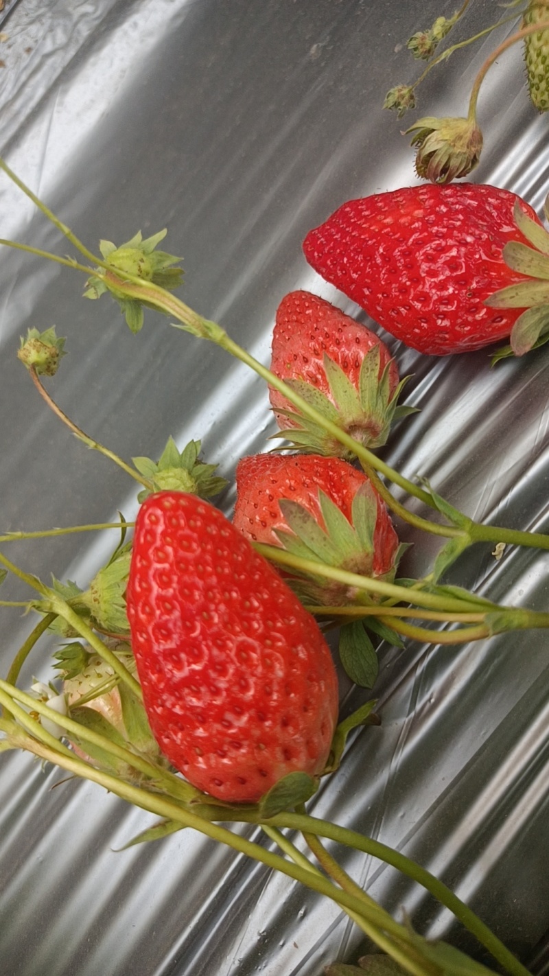 奶油草莓