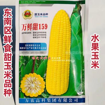 万鲜甜159玉米种子水果玉米种子鲜食黄甜玉米种子耐热性好