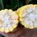 万鲜甜159玉米种子水果玉米种子鲜食黄甜玉米种子耐热性好