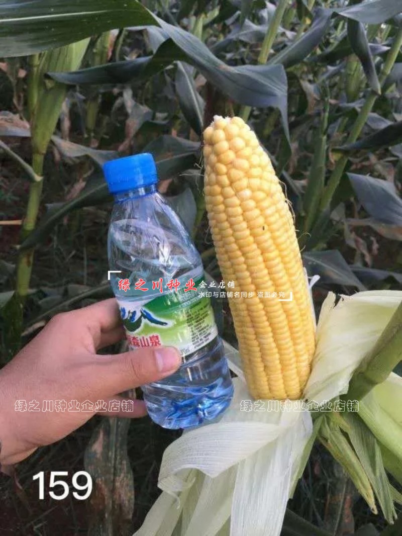 万鲜甜159玉米种子水果玉米种子鲜食黄甜玉米种子耐热性好