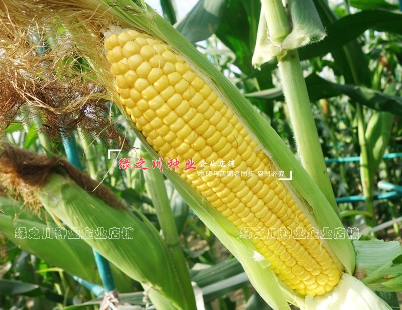 万鲜甜159玉米种子水果玉米种子鲜食黄甜玉米种子耐热性好