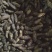 香附子选货精品质量6号筛以上没有小米子量大从优