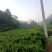 大湘西日沐雨露莓茶