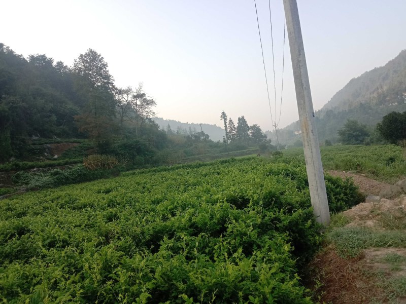 大湘西日沐雨露莓茶