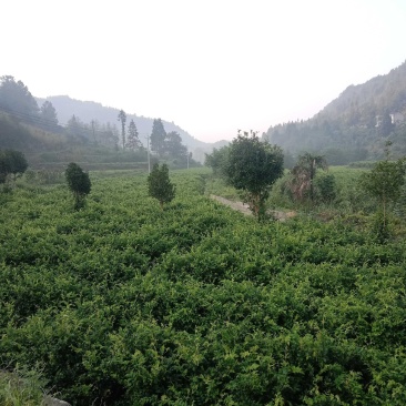 大湘西日沐雨露莓茶