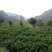 大湘西日沐雨露莓茶