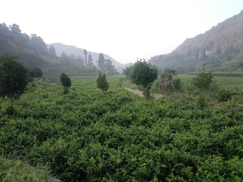 大湘西日沐雨露莓茶