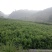 大湘西日沐雨露莓茶