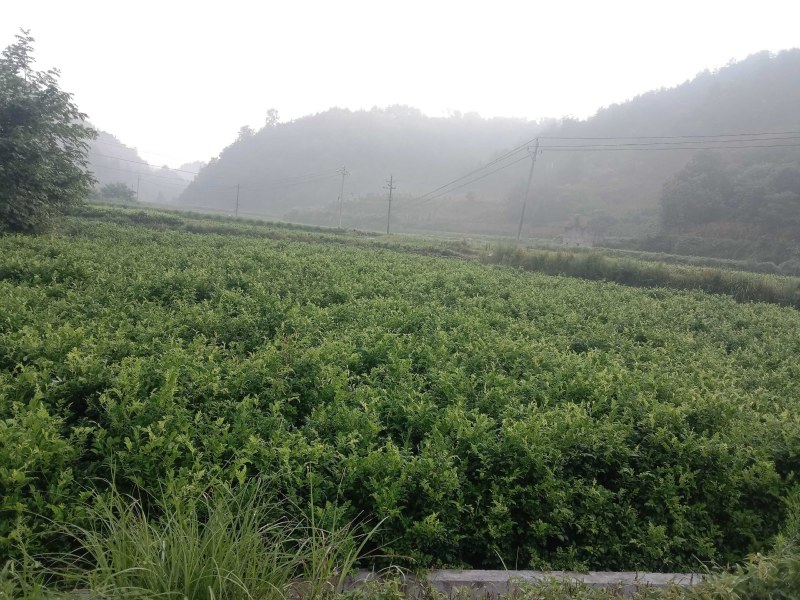大湘西日沐雨露莓茶