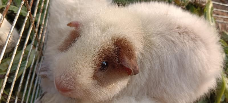 荷兰猪美泰加州卷毛