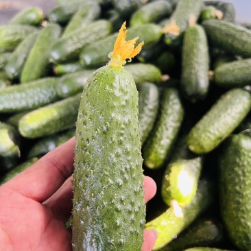 玛莎小黄瓜