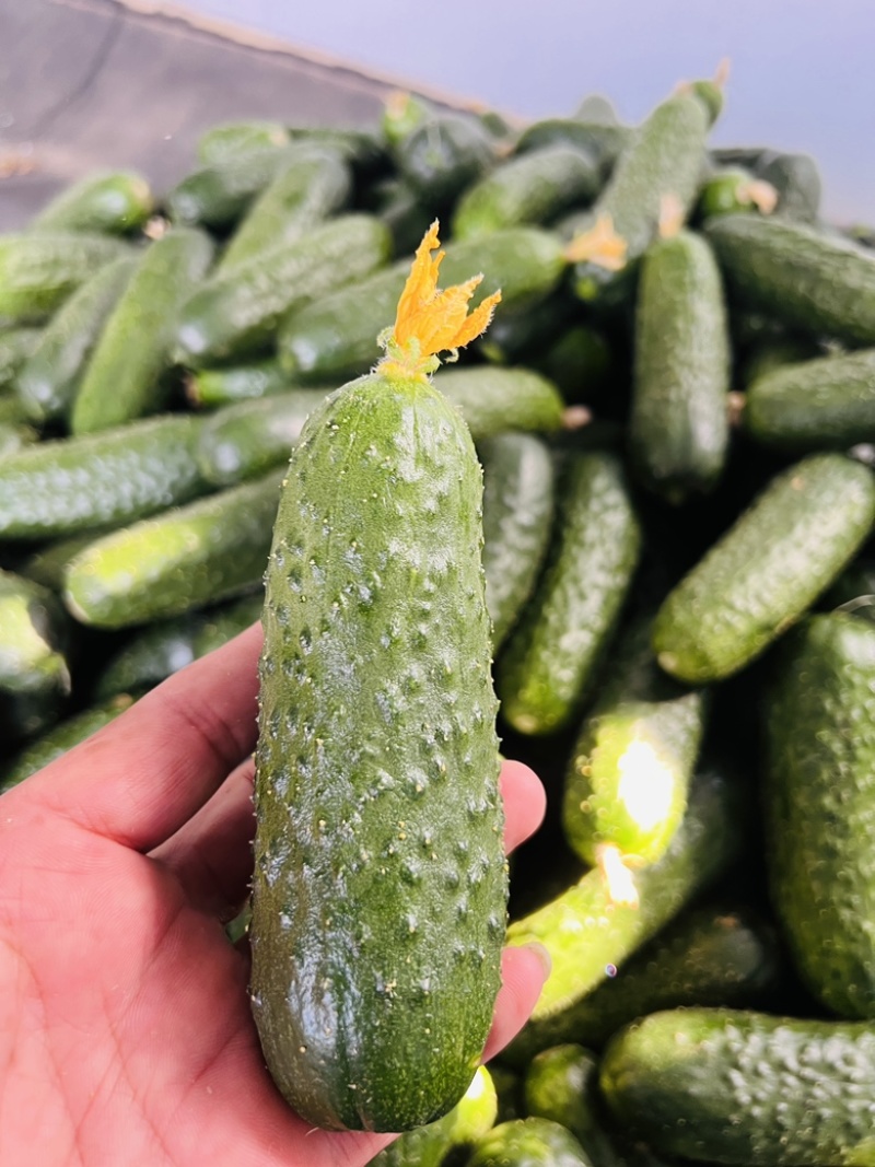 玛莎小黄瓜