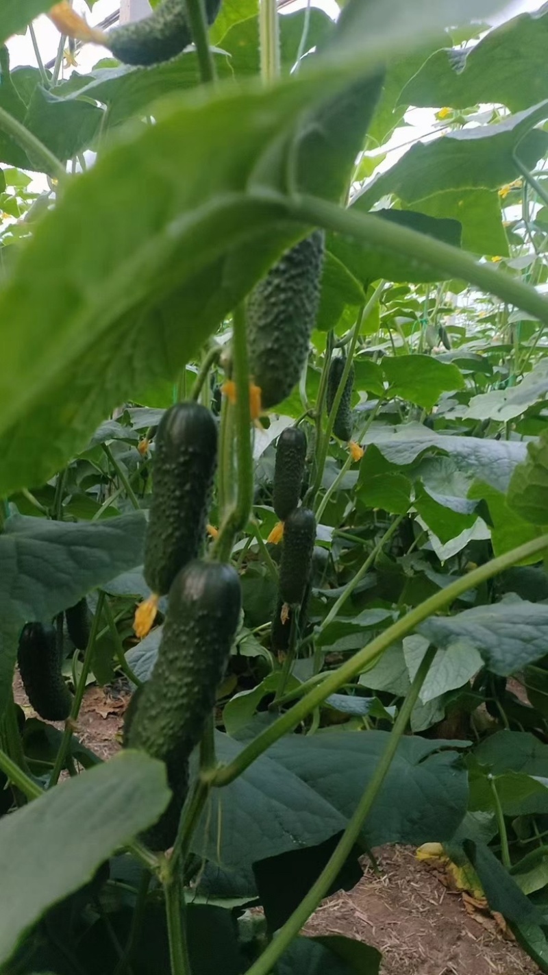 玛莎小黄瓜