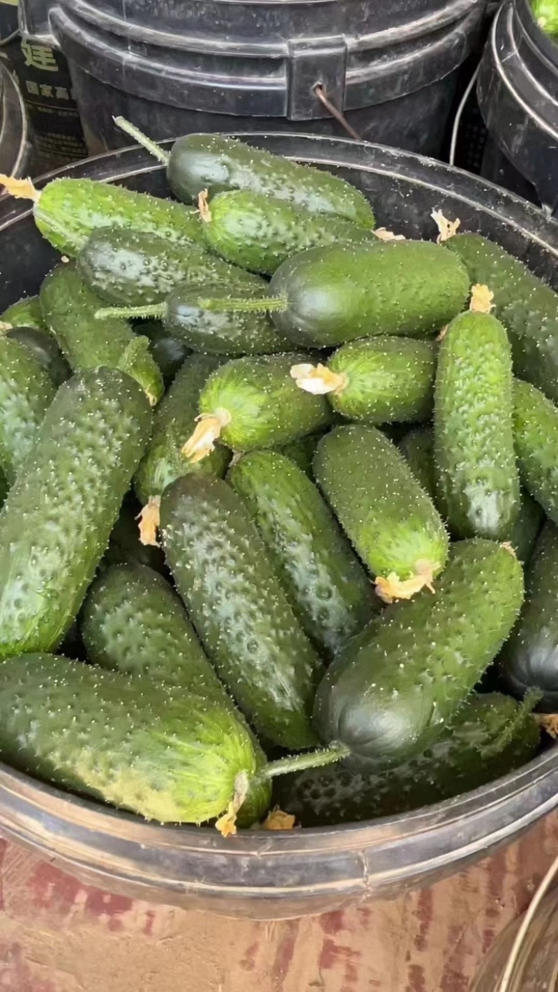 玛莎小黄瓜