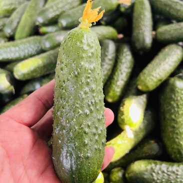玛莎小黄瓜