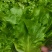 大棚生菜量大货多实力供货，视频看产品，保质保量，精品