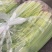 精品香芹