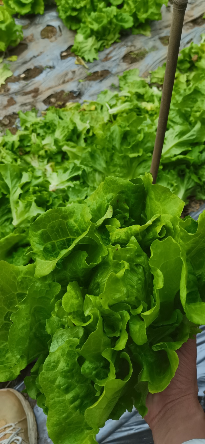 意大利生菜大量有货，新鲜采摘上市，大量批发诚信可靠